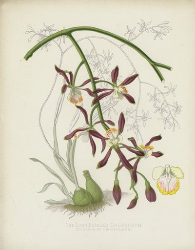 The Long-Petaled Epidendrum by English School